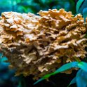 CRI GUA Monteverde 2019MAY14 LRBNSE 046 : - DATE, - PLACES, - TRIPS, 10's, 2019, 2019 - Taco's & Toucan's, Americas, Central America, Costa Rica, Day, Guanacaste, La Reserva Bosque Nuboso Santa Elena, May, Monteverde, Month, Thursday, Year