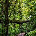CRI GUA Monteverde 2019MAY14 LRBNSE 047 : - DATE, - PLACES, - TRIPS, 10's, 2019, 2019 - Taco's & Toucan's, Americas, Central America, Costa Rica, Day, Guanacaste, La Reserva Bosque Nuboso Santa Elena, May, Monteverde, Month, Thursday, Year