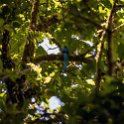CRI GUA Monteverde 2019MAY14 LRBNSE 048 : - DATE, - PLACES, - TRIPS, 10's, 2019, 2019 - Taco's & Toucan's, Americas, Central America, Costa Rica, Day, Guanacaste, La Reserva Bosque Nuboso Santa Elena, May, Monteverde, Month, Thursday, Year