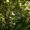 CRI GUA Monteverde 2019MAY14 LRBNSE 049 : - DATE, - PLACES, - TRIPS, 10's, 2019, 2019 - Taco's & Toucan's, Americas, Central America, Costa Rica, Day, Guanacaste, La Reserva Bosque Nuboso Santa Elena, May, Monteverde, Month, Thursday, Year