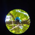 CRI GUA Monteverde 2019MAY14 LRBNSE 050 : - DATE, - PLACES, - TRIPS, 10's, 2019, 2019 - Taco's & Toucan's, Americas, Central America, Costa Rica, Day, Guanacaste, La Reserva Bosque Nuboso Santa Elena, May, Monteverde, Month, Thursday, Year