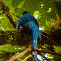 CRI GUA Monteverde 2019MAY14 LRBNSE 051 : - DATE, - PLACES, - TRIPS, 10's, 2019, 2019 - Taco's & Toucan's, Americas, Central America, Costa Rica, Day, Guanacaste, La Reserva Bosque Nuboso Santa Elena, May, Monteverde, Month, Thursday, Year