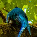 CRI GUA Monteverde 2019MAY14 LRBNSE 052 : - DATE, - PLACES, - TRIPS, 10's, 2019, 2019 - Taco's & Toucan's, Americas, Central America, Costa Rica, Day, Guanacaste, La Reserva Bosque Nuboso Santa Elena, May, Monteverde, Month, Thursday, Year