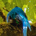 CRI GUA Monteverde 2019MAY14 LRBNSE 053 : - DATE, - PLACES, - TRIPS, 10's, 2019, 2019 - Taco's & Toucan's, Americas, Central America, Costa Rica, Day, Guanacaste, La Reserva Bosque Nuboso Santa Elena, May, Monteverde, Month, Thursday, Year
