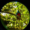CRI GUA Monteverde 2019MAY14 LRBNSE 054 : - DATE, - PLACES, - TRIPS, 10's, 2019, 2019 - Taco's & Toucan's, Americas, Central America, Costa Rica, Day, Guanacaste, La Reserva Bosque Nuboso Santa Elena, May, Monteverde, Month, Thursday, Year