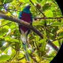 CRI GUA Monteverde 2019MAY14 LRBNSE 055 : - DATE, - PLACES, - TRIPS, 10's, 2019, 2019 - Taco's & Toucan's, Americas, Central America, Costa Rica, Day, Guanacaste, La Reserva Bosque Nuboso Santa Elena, May, Monteverde, Month, Thursday, Year