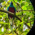 CRI GUA Monteverde 2019MAY14 LRBNSE 056 : - DATE, - PLACES, - TRIPS, 10's, 2019, 2019 - Taco's & Toucan's, Americas, Central America, Costa Rica, Day, Guanacaste, La Reserva Bosque Nuboso Santa Elena, May, Monteverde, Month, Thursday, Year