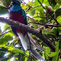 CRI GUA Monteverde 2019MAY14 LRBNSE 057 : - DATE, - PLACES, - TRIPS, 10's, 2019, 2019 - Taco's & Toucan's, Americas, Central America, Costa Rica, Day, Guanacaste, La Reserva Bosque Nuboso Santa Elena, May, Monteverde, Month, Thursday, Year