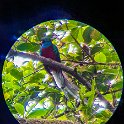 CRI GUA Monteverde 2019MAY14 LRBNSE 058 : - DATE, - PLACES, - TRIPS, 10's, 2019, 2019 - Taco's & Toucan's, Americas, Central America, Costa Rica, Day, Guanacaste, La Reserva Bosque Nuboso Santa Elena, May, Monteverde, Month, Thursday, Year
