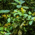 CRI GUA Monteverde 2019MAY14 LRBNSE 060 : - DATE, - PLACES, - TRIPS, 10's, 2019, 2019 - Taco's & Toucan's, Americas, Central America, Costa Rica, Day, Guanacaste, La Reserva Bosque Nuboso Santa Elena, May, Monteverde, Month, Thursday, Year