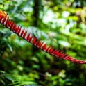 CRI GUA Monteverde 2019MAY14 LRBNSE 062 : - DATE, - PLACES, - TRIPS, 10's, 2019, 2019 - Taco's & Toucan's, Americas, Central America, Costa Rica, Day, Guanacaste, La Reserva Bosque Nuboso Santa Elena, May, Monteverde, Month, Thursday, Year
