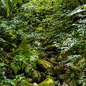 CRI GUA Monteverde 2019MAY14 LRBNSE 063 : - DATE, - PLACES, - TRIPS, 10's, 2019, 2019 - Taco's & Toucan's, Americas, Central America, Costa Rica, Day, Guanacaste, La Reserva Bosque Nuboso Santa Elena, May, Monteverde, Month, Thursday, Year