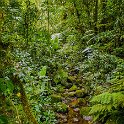 CRI GUA Monteverde 2019MAY14 LRBNSE 064 : - DATE, - PLACES, - TRIPS, 10's, 2019, 2019 - Taco's & Toucan's, Americas, Central America, Costa Rica, Day, Guanacaste, La Reserva Bosque Nuboso Santa Elena, May, Monteverde, Month, Thursday, Year