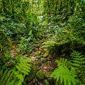 CRI GUA Monteverde 2019MAY14 LRBNSE 065 : - DATE, - PLACES, - TRIPS, 10's, 2019, 2019 - Taco's & Toucan's, Americas, Central America, Costa Rica, Day, Guanacaste, La Reserva Bosque Nuboso Santa Elena, May, Monteverde, Month, Thursday, Year