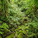 CRI GUA Monteverde 2019MAY14 LRBNSE 067 : - DATE, - PLACES, - TRIPS, 10's, 2019, 2019 - Taco's & Toucan's, Americas, Central America, Costa Rica, Day, Guanacaste, La Reserva Bosque Nuboso Santa Elena, May, Monteverde, Month, Thursday, Year