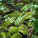 CRI GUA Monteverde 2019MAY14 LRBNSE 069 : - DATE, - PLACES, - TRIPS, 10's, 2019, 2019 - Taco's & Toucan's, Americas, Central America, Costa Rica, Day, Guanacaste, La Reserva Bosque Nuboso Santa Elena, May, Monteverde, Month, Thursday, Year