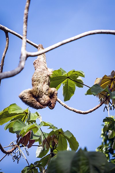 CRI PUN ManuelAntonio 2019MAY16 PNMA 016
