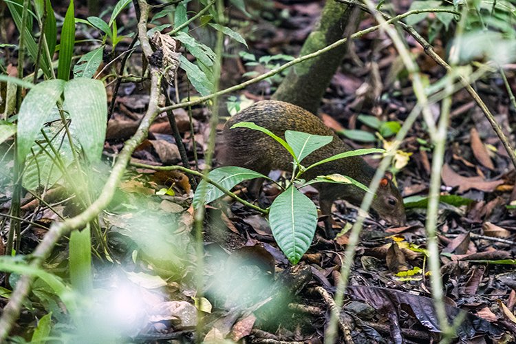 CRI PUN ManuelAntonio 2019MAY16 PNMA 019