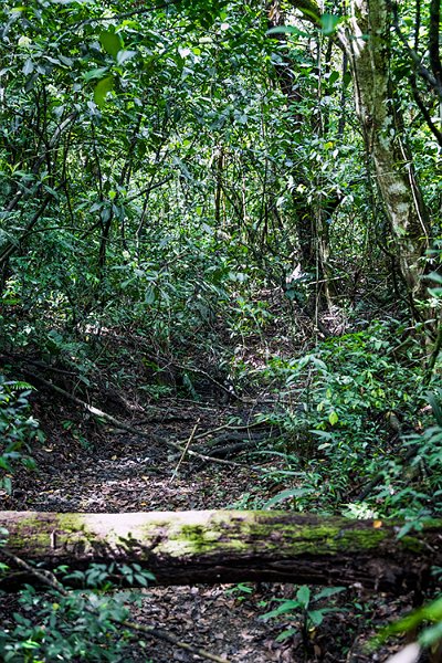 CRI PUN ManuelAntonio 2019MAY16 PNMA 020