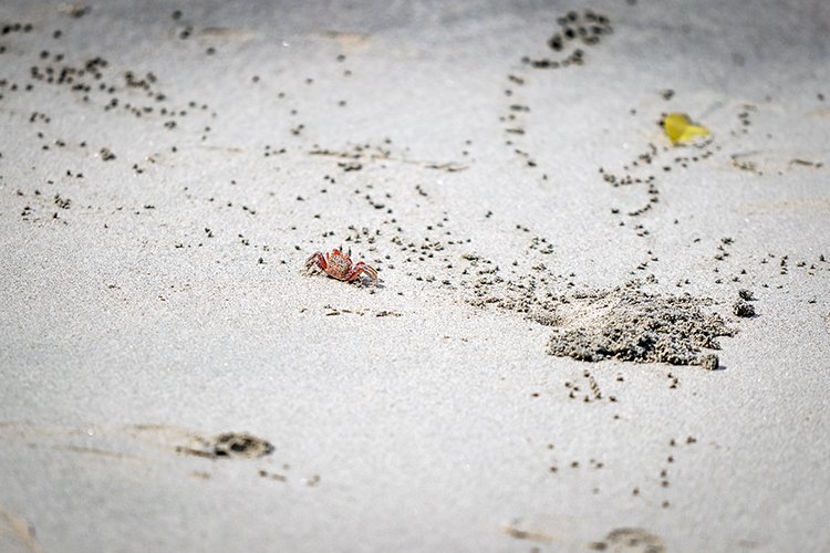CRI PUN ManuelAntonio 2019MAY16 PNMA 031