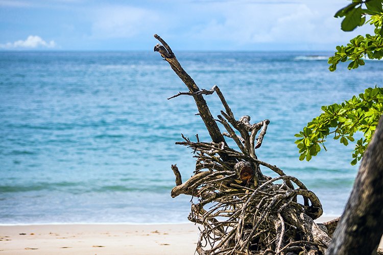 CRI PUN ManuelAntonio 2019MAY16 PNMA 034