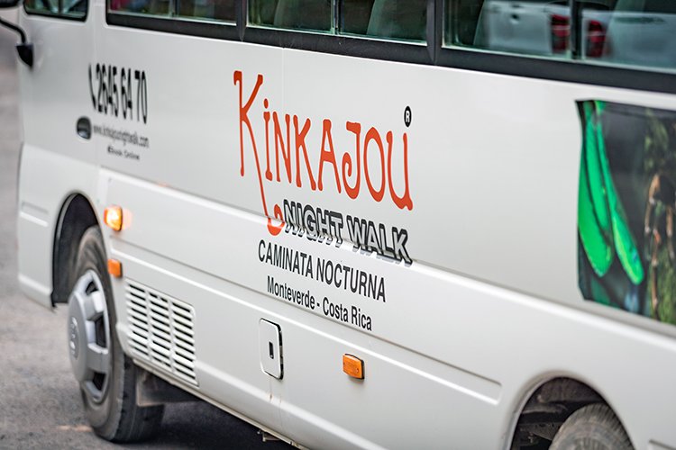 CRI PUN Monteverde 2019MAY13 Kinkajou 001