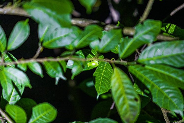 CRI PUN Monteverde 2019MAY13 Kinkajou 004