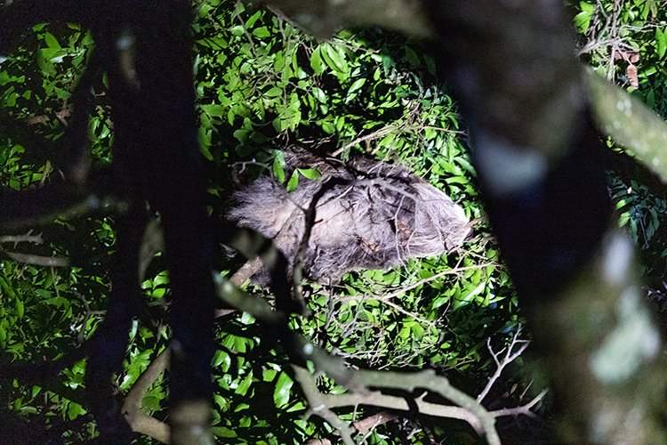 CRI PUN Monteverde 2019MAY13 Kinkajou 006