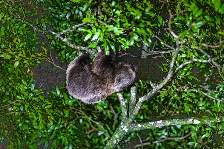 CRI PUN Monteverde 2019MAY13 Kinkajou 011