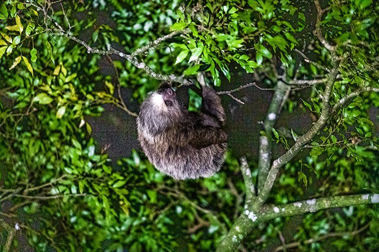 CRI PUN Monteverde 2019MAY13 Kinkajou 012