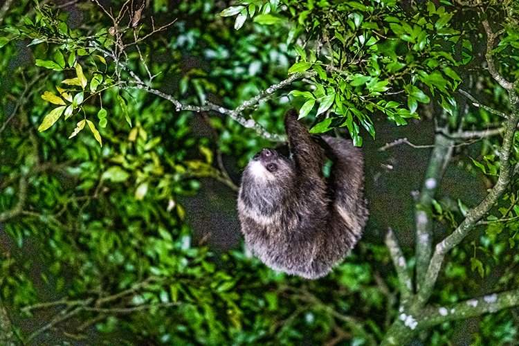 CRI PUN Monteverde 2019MAY13 Kinkajou 014