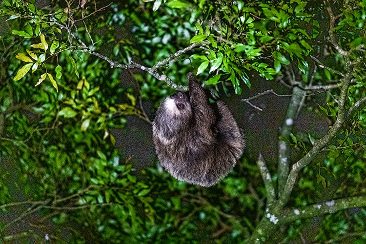 CRI PUN Monteverde 2019MAY13 Kinkajou 015