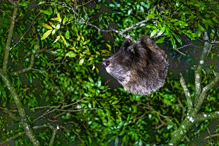 CRI PUN Monteverde 2019MAY13 Kinkajou 016