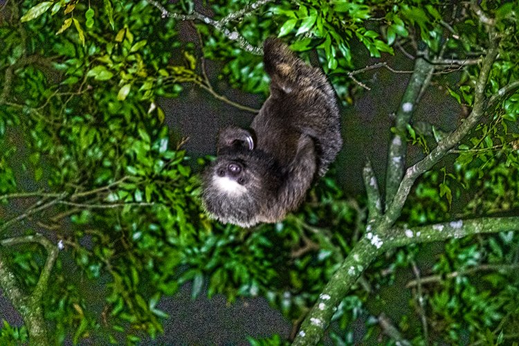 CRI PUN Monteverde 2019MAY13 Kinkajou 017