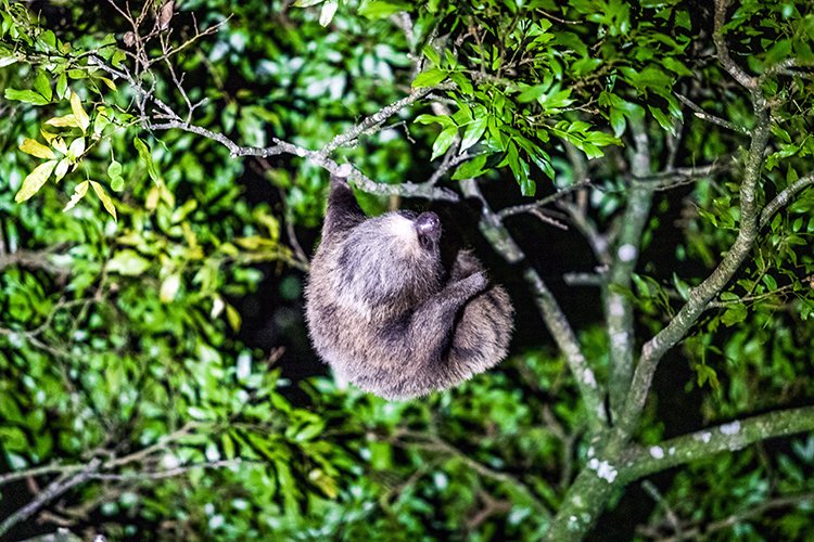 CRI PUN Monteverde 2019MAY13 Kinkajou 018