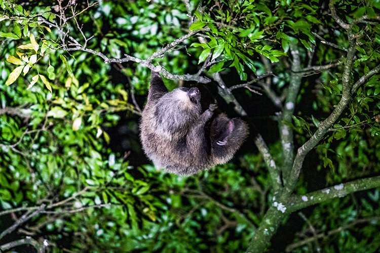 CRI PUN Monteverde 2019MAY13 Kinkajou 019