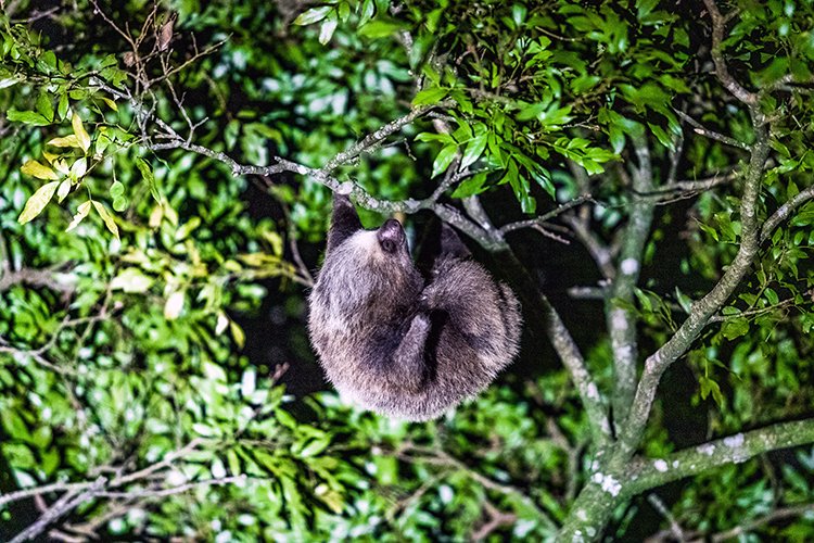 CRI PUN Monteverde 2019MAY13 Kinkajou 020