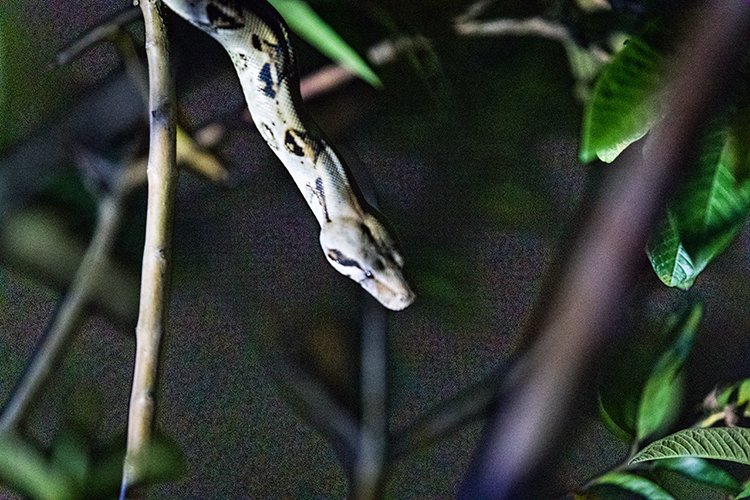 CRI PUN Monteverde 2019MAY13 Kinkajou 021