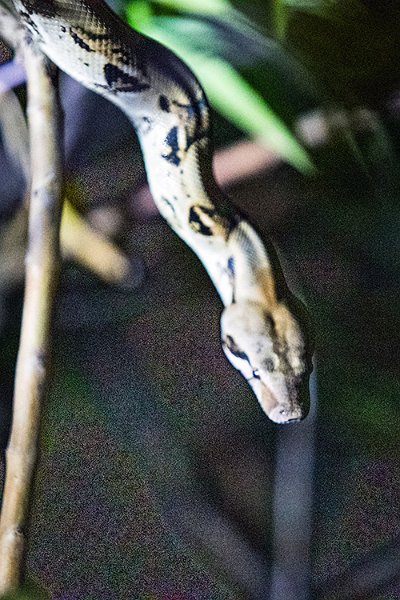 CRI PUN Monteverde 2019MAY13 Kinkajou 022