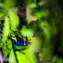 CRI PUN Monteverde 2019MAY13 Kinkajou 003  Can you see the toucan sitting on the branch?? : - DATE, - PLACES, - TRIPS, 10's, 2019, 2019 - Taco's & Toucan's, Americas, Central America, Costa Rica, Day, Kinkajou Night Walk, May, Monday, Monteverde, Month, Puntarenas, Year