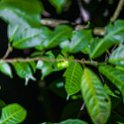 CRI PUN Monteverde 2019MAY13 Kinkajou 004  Admittedly there wasn’t a huge number of animals to get the crowds oohing &amp; aahing about, but the animals we did see were quality none the less. : - DATE, - PLACES, - TRIPS, 10's, 2019, 2019 - Taco's & Toucan's, Americas, Central America, Costa Rica, Day, Kinkajou Night Walk, May, Monday, Monteverde, Month, Puntarenas, Year
