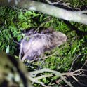 CRI PUN Monteverde 2019MAY13 Kinkajou 005 : - DATE, - PLACES, - TRIPS, 10's, 2019, 2019 - Taco's & Toucan's, Americas, Central America, Costa Rica, Day, Kinkajou Night Walk, May, Monday, Monteverde, Month, Puntarenas, Year