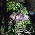 CRI PUN Monteverde 2019MAY13 Kinkajou 006 : - DATE, - PLACES, - TRIPS, 10's, 2019, 2019 - Taco's & Toucan's, Americas, Central America, Costa Rica, Day, Kinkajou Night Walk, May, Monday, Monteverde, Month, Puntarenas, Year