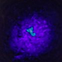 CRI PUN Monteverde 2019MAY13 Kinkajou 008  WIth a black light, iridescent scorpions are a very real thing. : - DATE, - PLACES, - TRIPS, 10's, 2019, 2019 - Taco's & Toucan's, Americas, Central America, Costa Rica, Day, Kinkajou Night Walk, May, Monday, Monteverde, Month, Puntarenas, Year