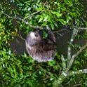 CRI PUN Monteverde 2019MAY13 Kinkajou 012 : - DATE, - PLACES, - TRIPS, 10's, 2019, 2019 - Taco's & Toucan's, Americas, Central America, Costa Rica, Day, Kinkajou Night Walk, May, Monday, Monteverde, Month, Puntarenas, Year