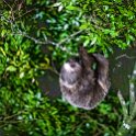 CRI PUN Monteverde 2019MAY13 Kinkajou 014 : - DATE, - PLACES, - TRIPS, 10's, 2019, 2019 - Taco's & Toucan's, Americas, Central America, Costa Rica, Day, Kinkajou Night Walk, May, Monday, Monteverde, Month, Puntarenas, Year