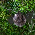 CRI PUN Monteverde 2019MAY13 Kinkajou 015 : - DATE, - PLACES, - TRIPS, 10's, 2019, 2019 - Taco's & Toucan's, Americas, Central America, Costa Rica, Day, Kinkajou Night Walk, May, Monday, Monteverde, Month, Puntarenas, Year