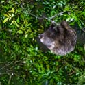 CRI PUN Monteverde 2019MAY13 Kinkajou 016 : - DATE, - PLACES, - TRIPS, 10's, 2019, 2019 - Taco's & Toucan's, Americas, Central America, Costa Rica, Day, Kinkajou Night Walk, May, Monday, Monteverde, Month, Puntarenas, Year