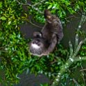 CRI PUN Monteverde 2019MAY13 Kinkajou 017 : - DATE, - PLACES, - TRIPS, 10's, 2019, 2019 - Taco's & Toucan's, Americas, Central America, Costa Rica, Day, Kinkajou Night Walk, May, Monday, Monteverde, Month, Puntarenas, Year