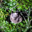 CRI PUN Monteverde 2019MAY13 Kinkajou 018 : - DATE, - PLACES, - TRIPS, 10's, 2019, 2019 - Taco's & Toucan's, Americas, Central America, Costa Rica, Day, Kinkajou Night Walk, May, Monday, Monteverde, Month, Puntarenas, Year